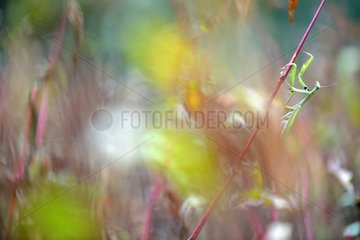 Praying mantis on a grass stem - Prairie du Fouzon France