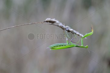 Praying mantis on a grass ear - Prairie du Fouzon France