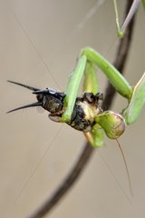 Praying mantis eating a cricket - Prairie du Fouzon France
