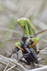 Praying mantis eating a cricket - Prairie du Fouzon France