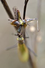 Praying mantis eating a Grasshopper - France