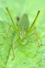 Green grasshopper on a leaf - Prairie du Fouzon France