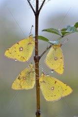 Clouded Yellow on young tree - Prairie du Fouzon France