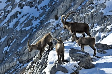 Männliches Ibex in der Zeit von Rut Masf des Bornes Frankreich