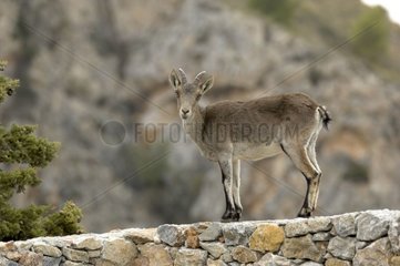Spanish ibex in Nerja Spain