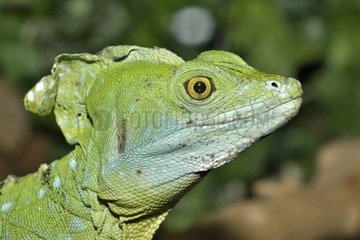 Portrait of a Green Basiisk