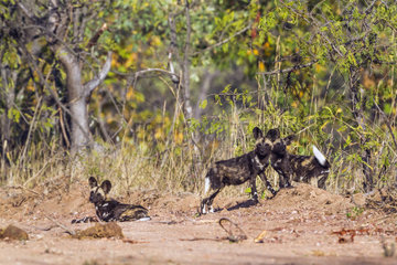 African Wild Dogs (Lycaon pictus) young  Kruger National Park  South Africa