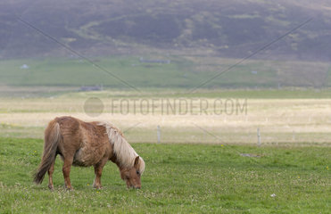 Shetland poney (Equus caballus) poney standing in a meadow  Shetland  Spring