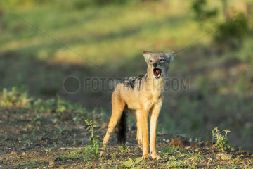Black-backed jackal howling at dawn - Kruger South Africa