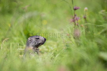 Alpine marmot (marmota marmota) Young in a humid montane grassland in jully  Alps  France).