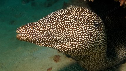 Portrait of Spotted Moray (Gymnothorax meleagris)  Flic-en-flac  Maurice island  Indian Ocean
