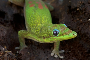 Gold dust day gecko (Phelsuma laticauda)  Madagascar