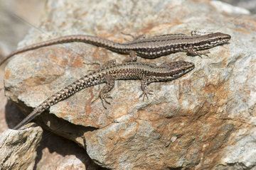 Common Wall Lizard (Podarcis muralis maculiventris)  Alps  Italy