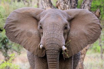 Portrait of a young African Elephant (Loxodonta africana)  Kruger  South Africa