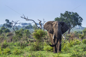 African bush elephant (Loxodonta africana africana) walking in savanna  Kruger National park  South Africa
