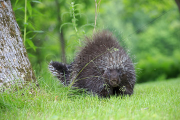 North American porcupine in grass - Minnesota USA