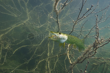 Young Pike (Esox lucius) in its environment  Lake of the Jura  France