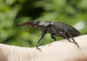 Stag beetle on one arm - France