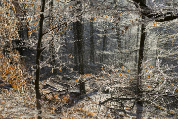 Frost falling from the trees  Regional Nature Park of the Vosges du Nord  France
