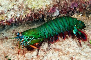 Peacock Mantis Shrimp (Odontodactylus scyllarus) in reef  Gangga island  North Sulawesi  Indonesia