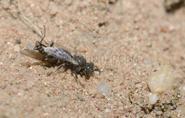 Digger wasp (Oxybelus bipunctatus) female bringing a fly in her gallery  Parc naturel regional des Vosges du Nord  France