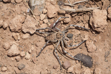 Huntsman Spider (Eusparassus dufouri)  Morocco