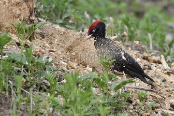 Black Woodpecker (Dryocopus martius) attacking an old stump to collect larvae  France