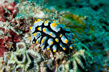 Nudibranch on the reef - Philippines