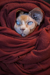 Sphinx cat in a blanket