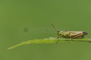 Large Marsh Grasshopper on a leaf - Lorraine France