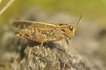 Italian locust on a stump - Lorraine France