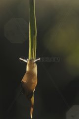 Snail on a leaf - Lorraine France
