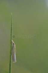 Grass Moth on a leaf - Lorraine France