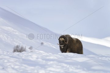 Muskox in the snowy tundra - Dovrefjell Norwa