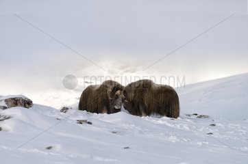 Muskox in the snowy tundra - Dovrefjell Norwa