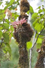 Bromeliad in undergrowth - Cerro de la Muerte Costa Rica