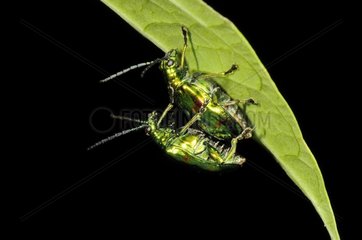 Beetles mating - Bosque de Paz Costa Rica