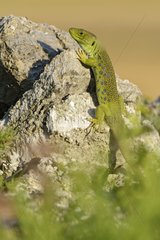 Ocellated lizard on rock - Catalonia Spain