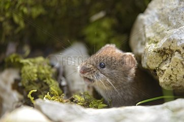 Bank vole - Chartreuse Alps France