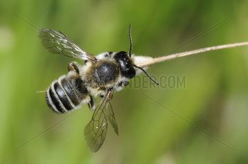 Leaf-cutting Bee male - NRP Northern Vosges France