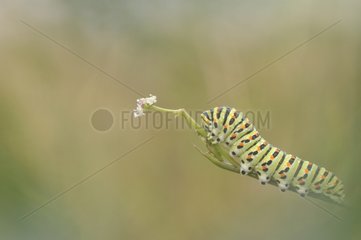 Swallowtail caterpillar on rod - Lorraine France