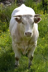 Portrait of a Cow race 'Charolais' Charolais France