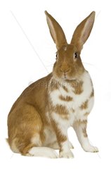 Brown and white rabbit sitting on its hind legs