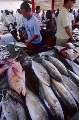 Ile de Mahé  Victoria  le marché aux poissons