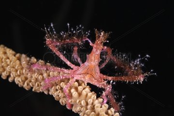 Araignée de mer à rostre sur une Gorgone Belize