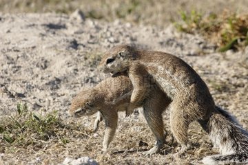 South African Ground Squirrels grooming Etosha Namibie