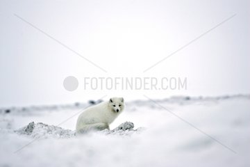 Arctic Fox sat in snow-covered tundra in Iceland