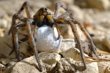 Wolf Spider female carrying its cocoon - France