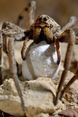 Wolf Spider female carrying its cocoon - France