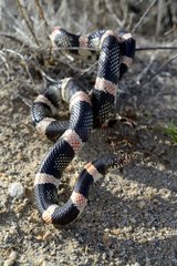 Long-nosed snake - Panamint mountains California